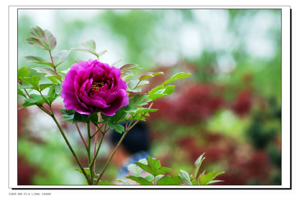 DSC_3234.JPG
