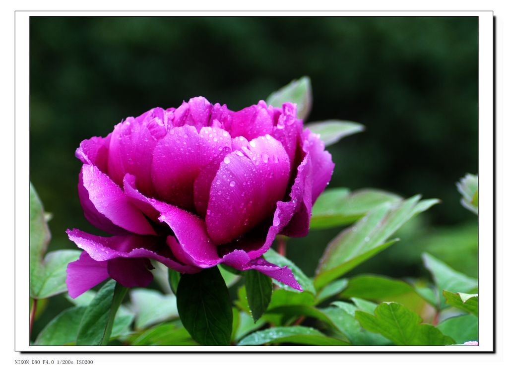 DSC_3243.JPG