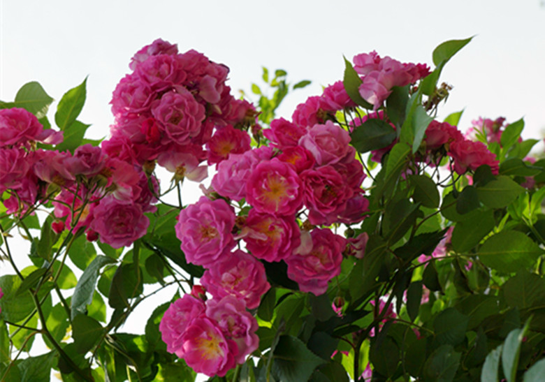 DSC02343_.jpg
