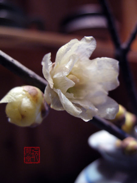 IMG_4049.JPG