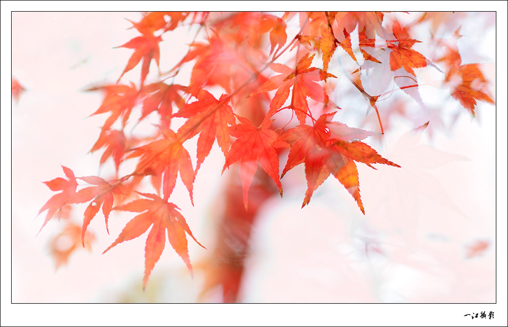 _DSC4133C.jpg